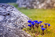 spring flowers in nature on the meadows. blue gentian between the rocks in the mountains, on an alpine, green field. plants, vegetation in the Carpathians. environment conservation, ecology concept