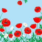 Fototapeta Maki - Red poppy and white chamomile illustration. Vector flower on blue
