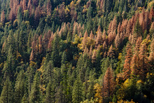 Hillside Of Pine Trees, With Many Dying Due To Drought And Bark Beetle Kill
