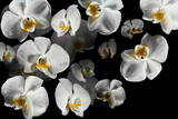 Fototapeta Kwiaty - White orchid on a black background