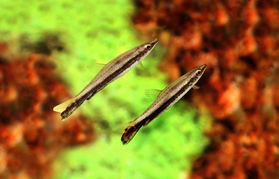 Black stripe pencilfish Nannostomus pencil aquarium fish 