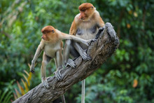 A Mother Proboscis Monkey Sits On A Tree With Her Child, Borneo
