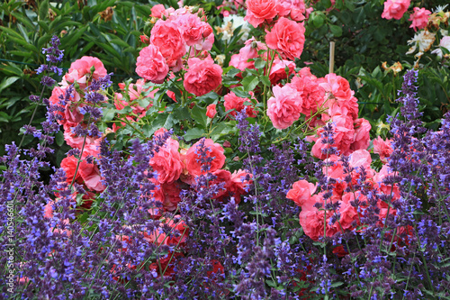 Plakat Róże między szałwią w ogrodzie gospodarstwa