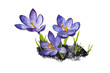 Watercolor Crocus Purple Flower