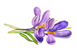 Watercolor Purple Crocus Flower
