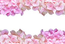 Pink Hydrangea Flower Frame On White Background