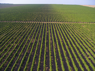 Wall Mural - Aerial view on extensive vineyards