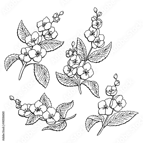 Featured image of post Outline Sampaguita Flower Drawing
