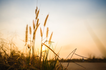 silhouette of grass flower on sunset