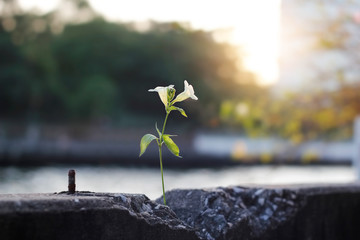 Wall Mural - white flower growing on crack concrete barrier along the river