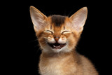 Fototapeta Koty - Laughs Abyssinian Kitty with funny closed eyes on Isolated Black Background