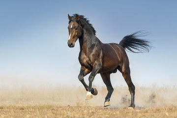 Wall Mural - bay horse run gallop in dust against blue sky