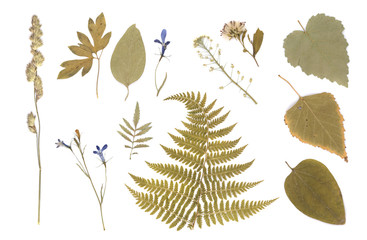 Pressed Dried Herbarium of Various Plants