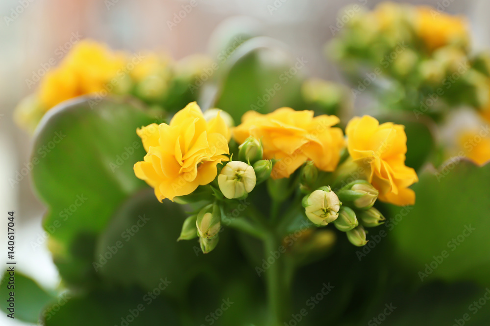 Beautiful kalanchoe plant, closeup