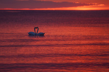 Gruop Of Swans At Sunset Sea