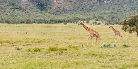 Canvas Print - Wildlife Giraffes in Africa