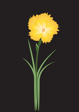 Narcissus Bright Yellow On A Black Background Art Abstract Creative Vector