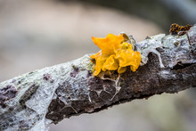 Tremella Mesenterica - Mushroom Known As Yellow Brain