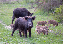 Wild Boars With Piglets In Forest