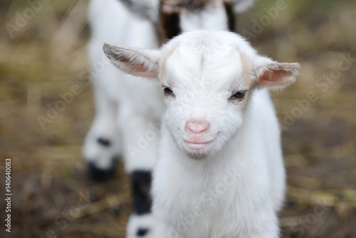 Zdjęcie XXL białe kozy dzieci stojących na pastwisku
