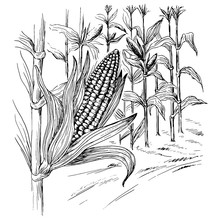 Ears Of Corn In A Field In Summer Before Harvest Hand Drawn And Converted To Vector Illustration.