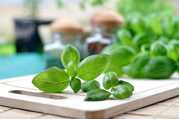 Wall Mural - Studio shot of fresh basil