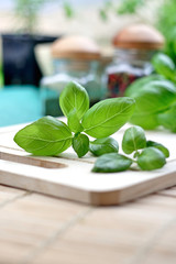 Wall Mural - Close up of basil on desk