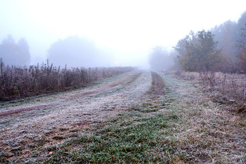 Wall Mural - View of road on meadow