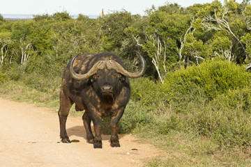 Aggressive looking male buffalo in the road