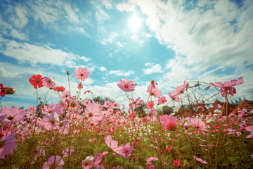 Poster - Cosmos flower blossom in garden