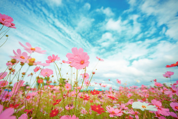 Wall Mural - cosmos flower blossom in garden