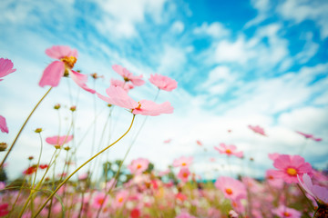 Canvas Print - Cosmos flower blossom in garden