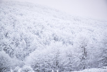 View Of Snow Covered Trees At Forest