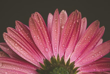 Close-up Of Wet Gerbera Daisy Against Black Background