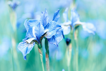 Fototapete - Spring Iris Flowers