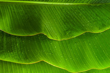 Few Banana Leaves With Water Drops For Your Summer Background