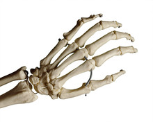 Study Model Of A Skeleton Of A Human Hand, White Background