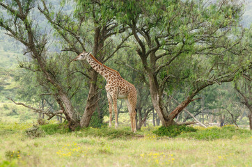 Wall Mural - African animals