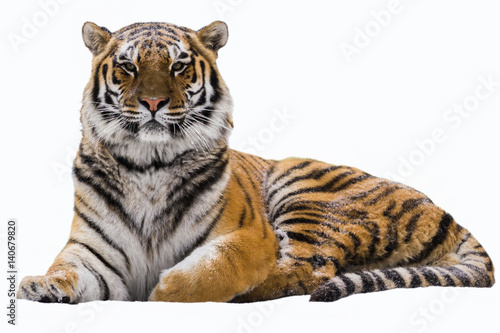 Fotografie, Tablou  Amur tiger on a white isolated background