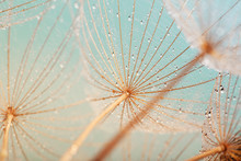 Blue Abstract Dandelion Flower Background, Extreme Closeup With Soft Focus, Beautiful Nature Details