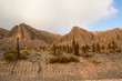 © Angelo D'Amico - Cactus on the desert in Argentina