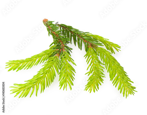 The branch of spruce with young shoots on a white background – Stock
