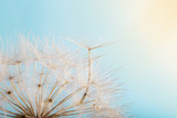 Fototapeta Dmuchawce - Dandelion with seeds blowing away in the wind across a blue sky