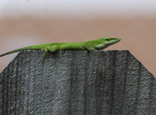 Bright Green Anole Lizard On A Wood Fence Against A Blurred Peach Colored Background.