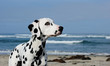 Dalmatian dog head shot against beach and ocean