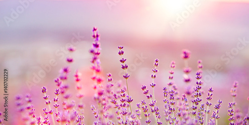 Fotografia  Lavender flower field, fresh purple aromatic flowers for natural background