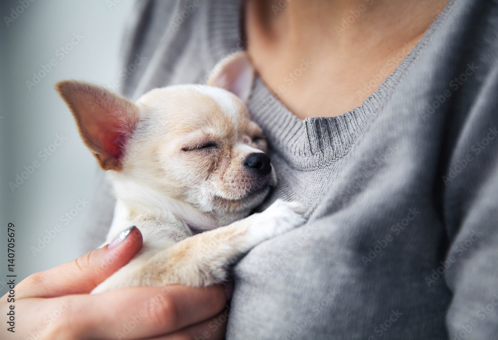 chihuahua puppy in the hands of a girl with a nice manicure. - obrazy, fototapety, plakaty 