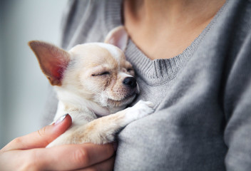 chihuahua puppy in the hands of a girl with a nice manicure.