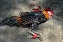 Dead Chicken After Fight