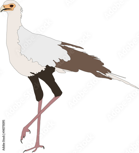 Portrait Of A Standing Secretary Bird Hand Drawn Vector Illustration 3221